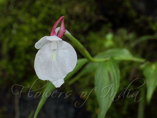 Sikkim Orchid Ginger