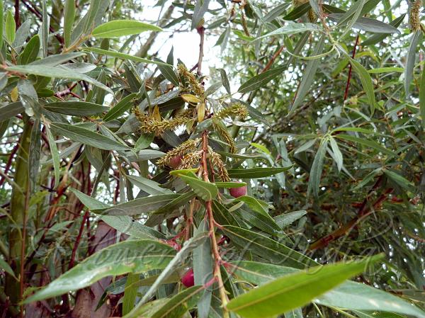Silky Fruit Willow