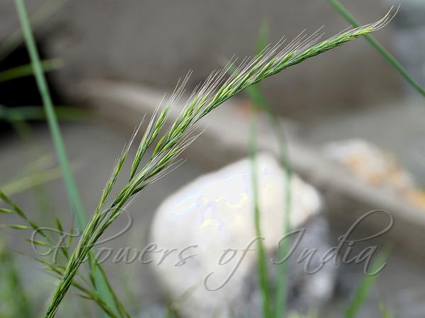 Silver Grass