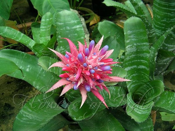 Silver Vase Bromeliad