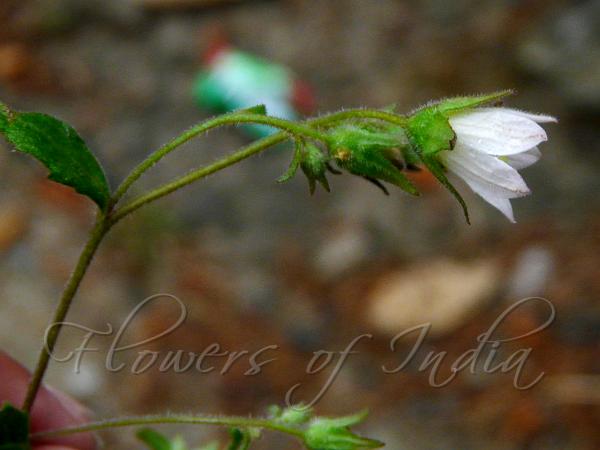 Silver-Haired Bellflower