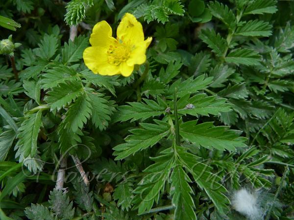 Silverweed Cinquefoil