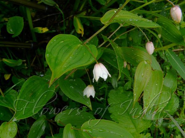 Simple Twisted Stalk