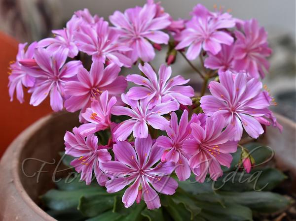 Siskiyou Lewisia