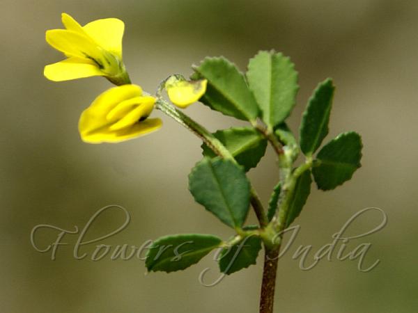 Slender Fenugreek