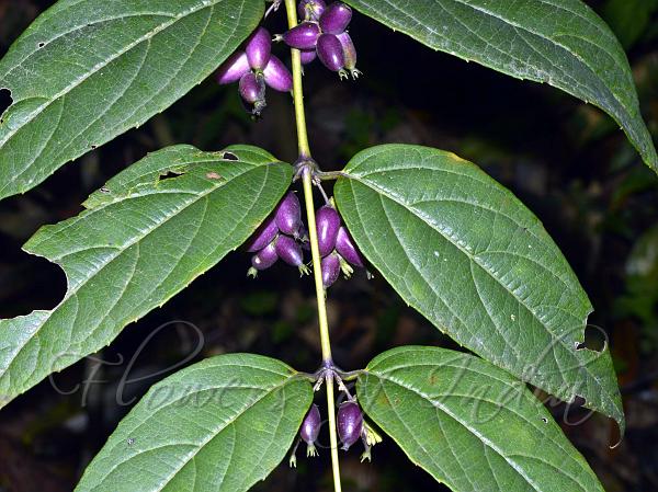 Slender Honeysuckle
