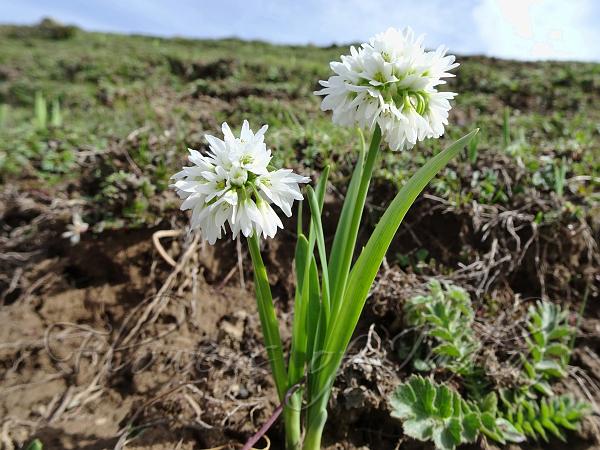 Small Alpine Onion