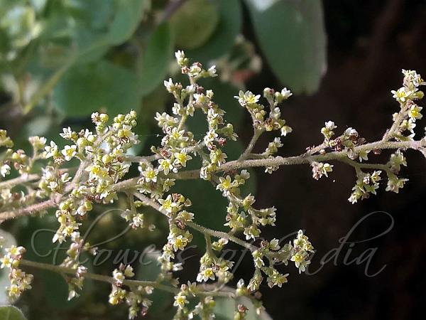 Small Flowered Poison Sumac