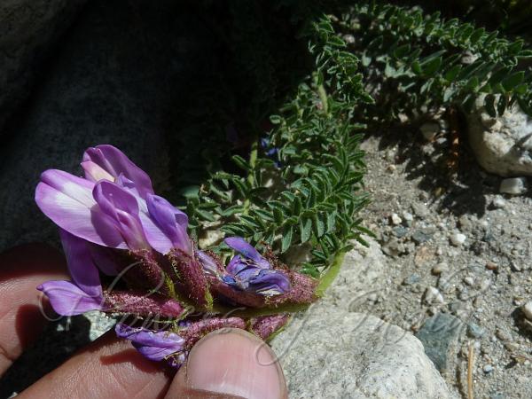 Small Leaved Locoweed