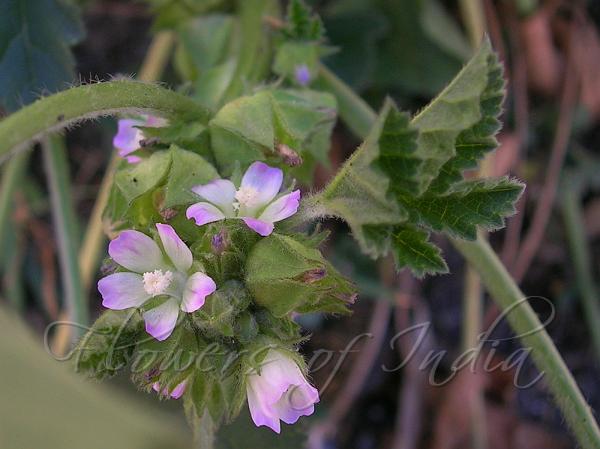 Small Mallow