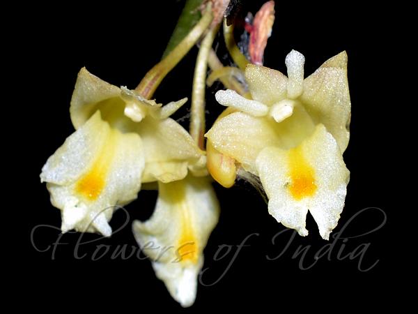 Small Yellow Dendrobium