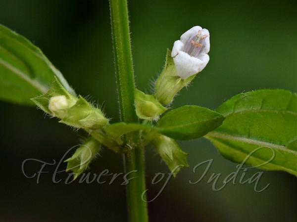 Small-Flowered Melissa