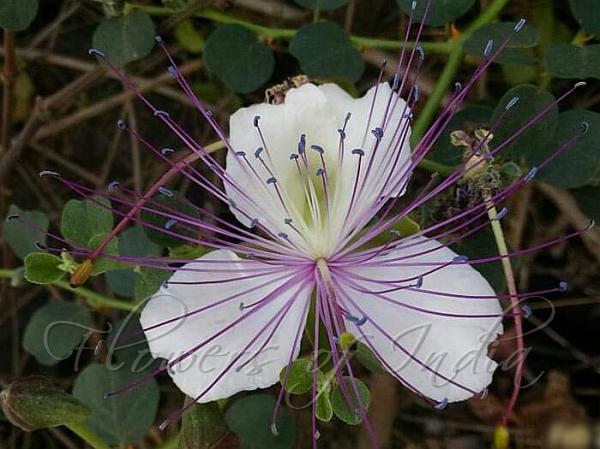 Small-Flowered Spiny Caper