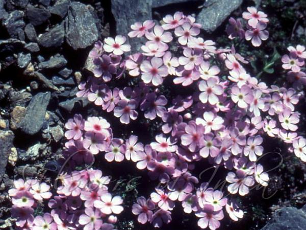 Small-Leaf Rock Jasmine