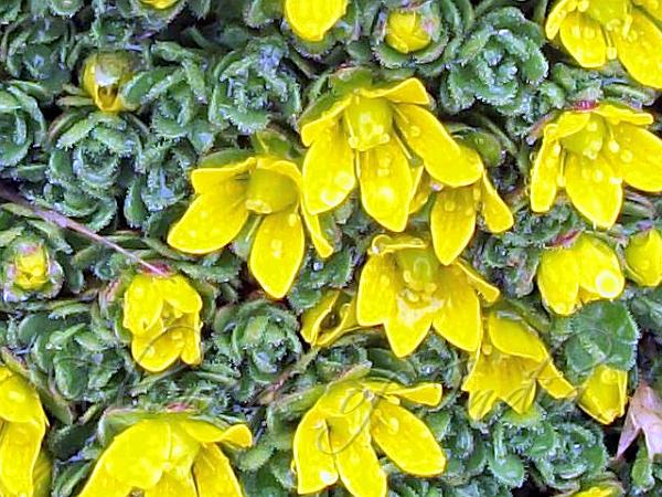 Small-Sepal Saxifrage