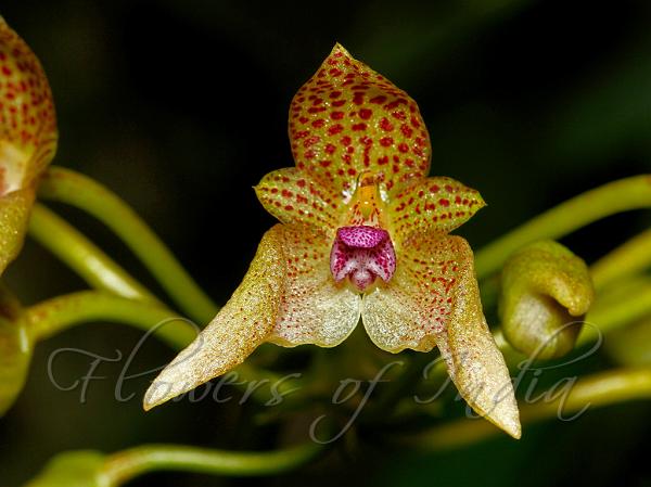 Small-Spotted Bulb-Leaf Orchid