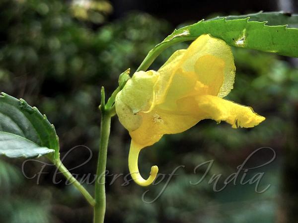 Smooth Himalayan Balsam