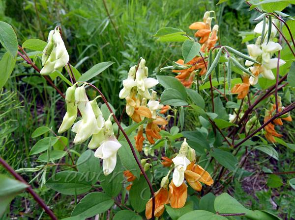 Smooth Himalayan Pea