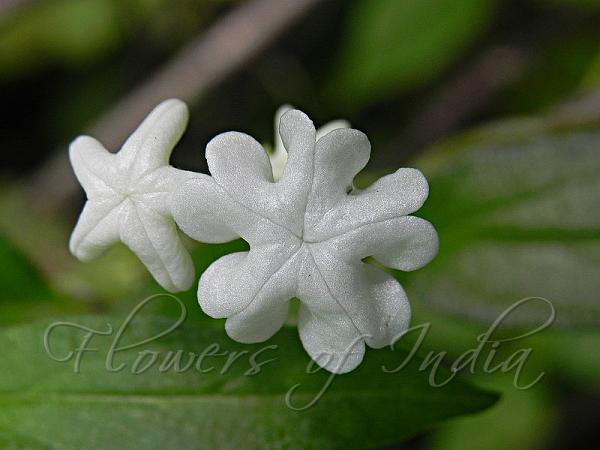 Snow-White Ceropegia