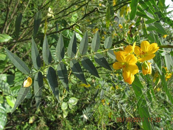 Sophera Senna