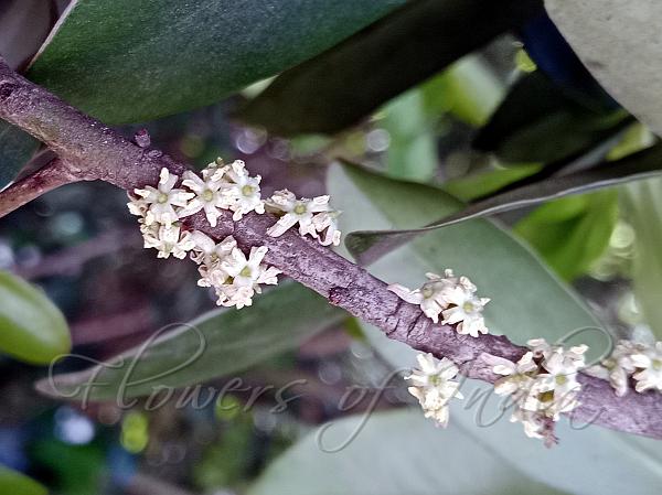 South Indian Colicwood