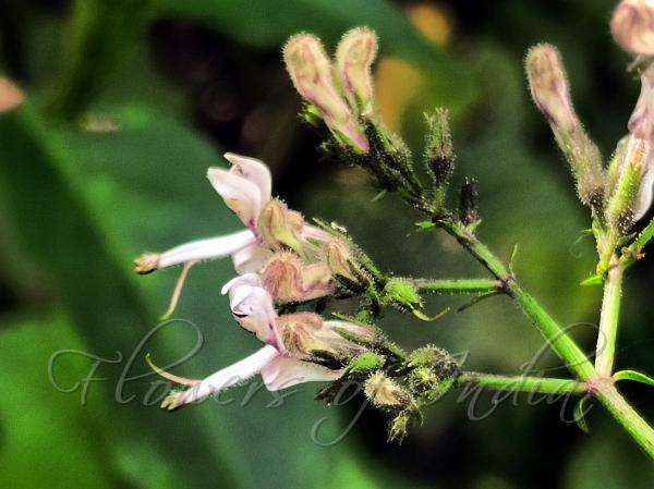 South-Indian Chiretta