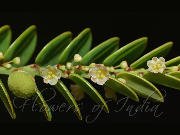 South-Indian Gooseberry
