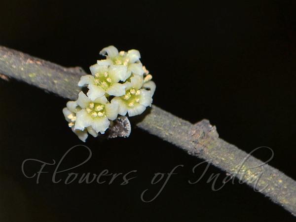 South-Indian Microtropis