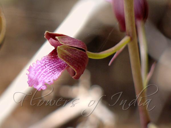 Spectacular Eulophia