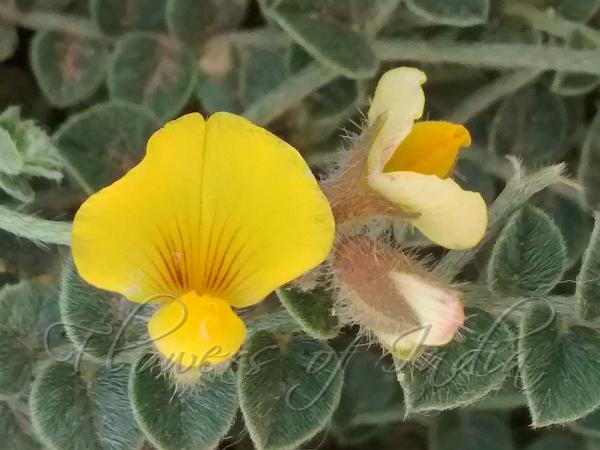 Sc Rattlepod Crotalaria globosa - Spherical Rattlepod