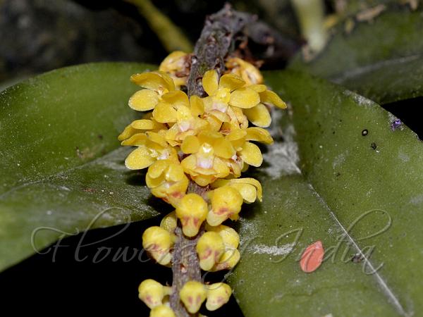 Spiked Pouch-Lip Orchid