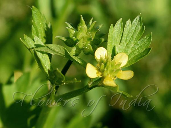 Spinyfruit Buttercup