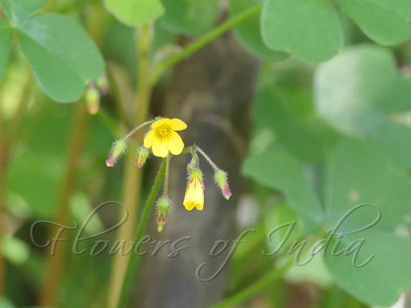 Spiral Woodsorrel