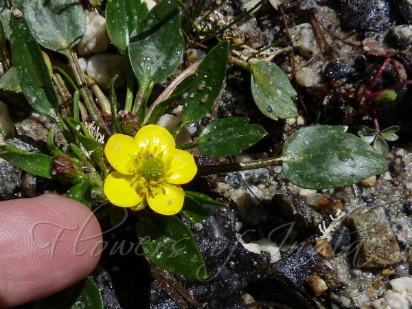 Spoon-Leaf Buttercup