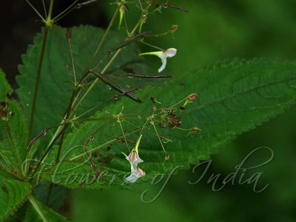 Spreading Rays Balsam