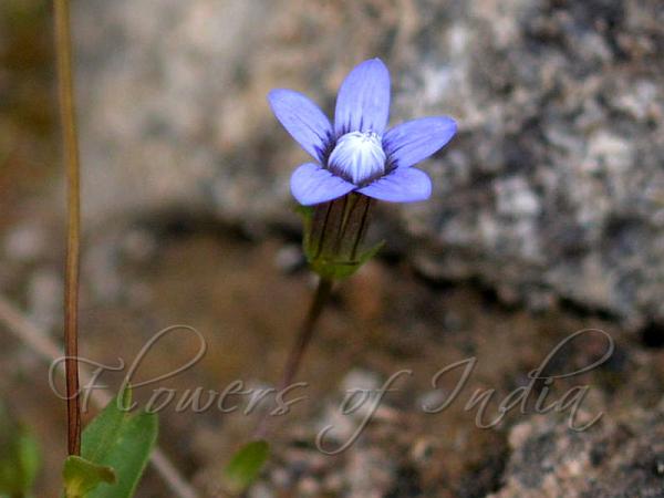 Stalked Gentian