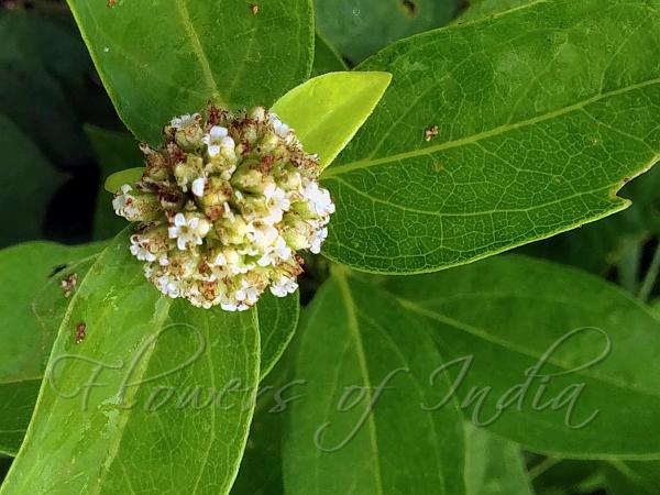 Stalkless Eyelashpod