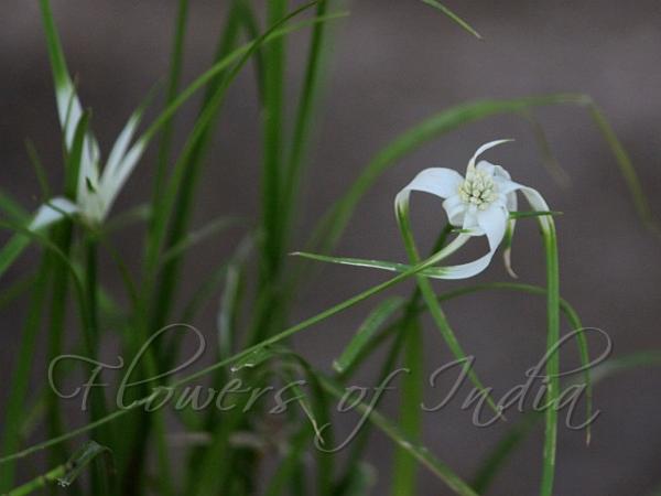 Star Sedge