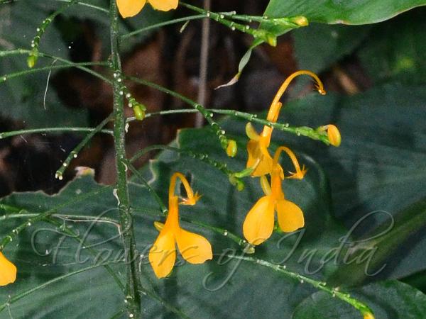 Star-Anther Swan Flower