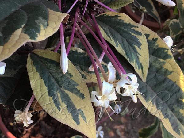 Starburst Glorybower