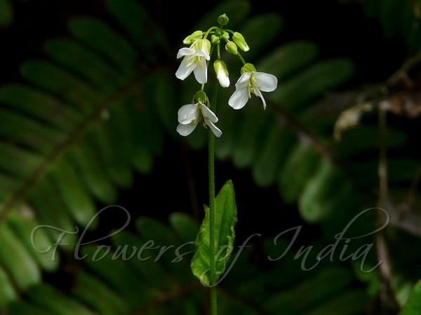 Stem-Clasping Rock-Cress