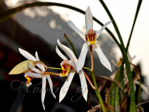 Sticky Coelogyne