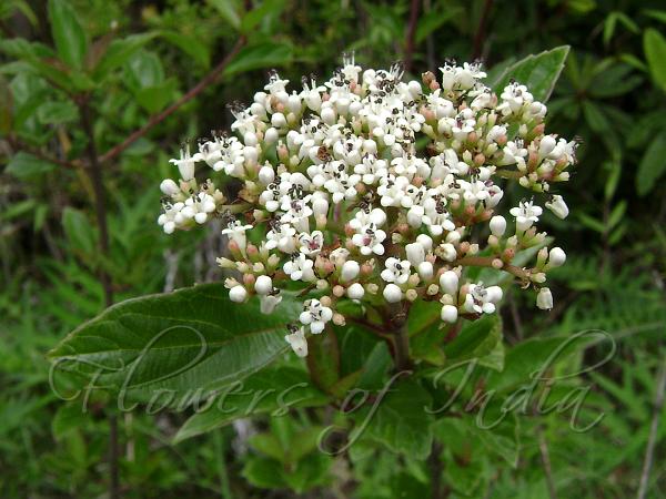 Stinking Viburnum