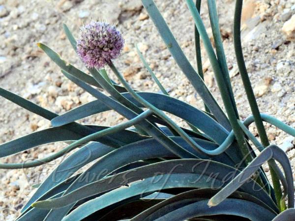 Stout Alpine Onion