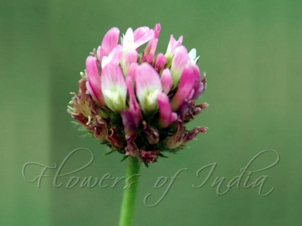 Strawberry Clover