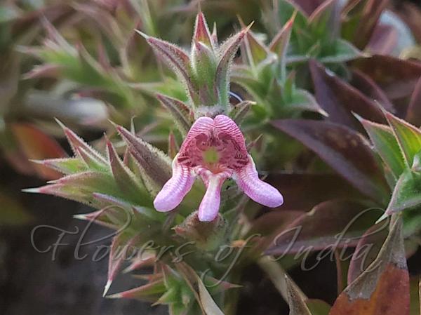 Striped Lepidagathis