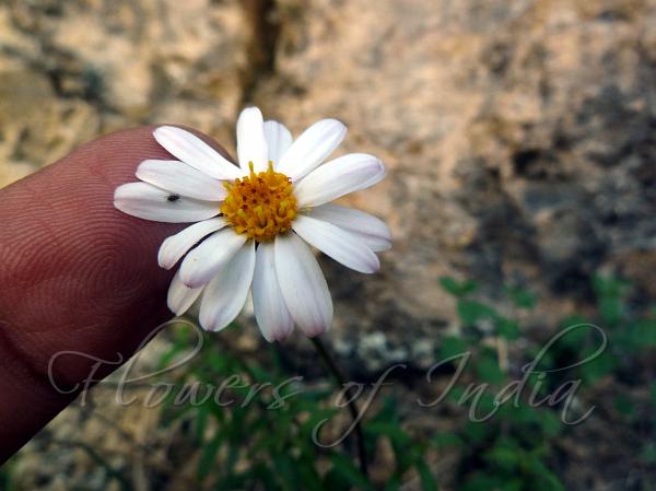 Swaying Himalayan Aster