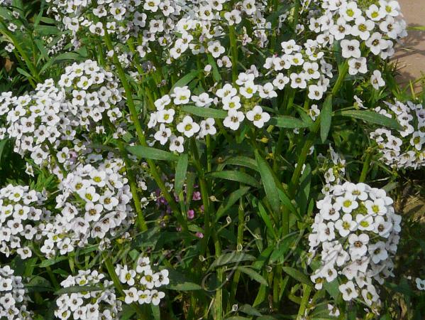 Sweet Alyssum