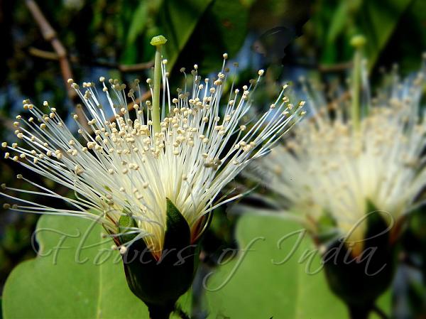 Sweet-Scented Apple Mangrove