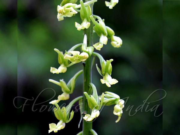 Sword-Leaf Calanthe